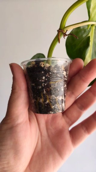 Philodendron cream splash