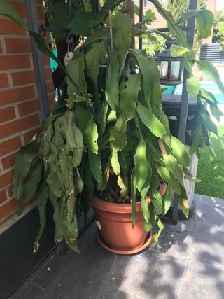 Planta colgante grande Bella de noche