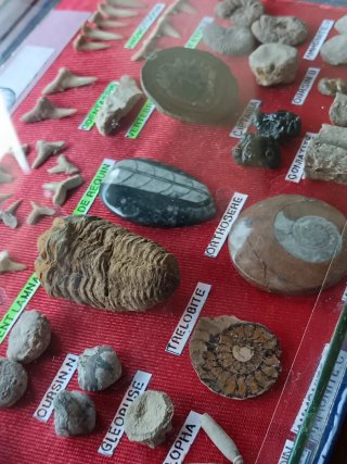 Fossili dal Marocco