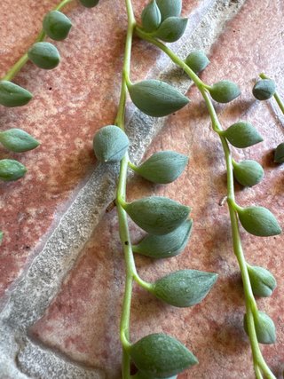 Talee Senecio herreianus