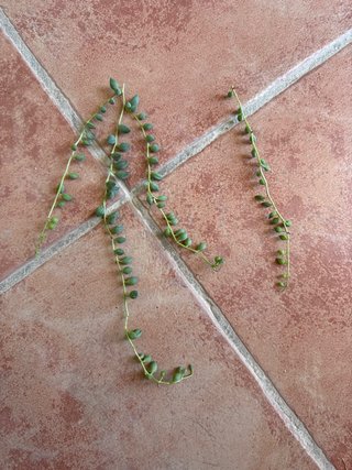 Talee Senecio herreianus