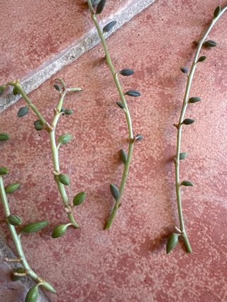 Talee Senecio Citriformis