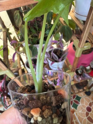 Alocasia Cucullata Mint Variegata