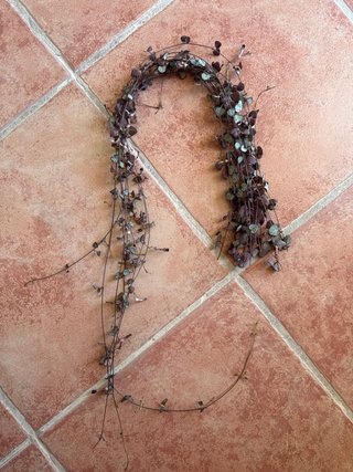 Ceropegia woodii talee