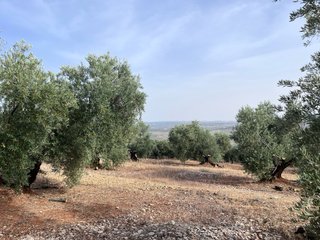 Olivos