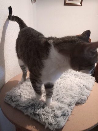 2 Colchonetas para gatos 33x38 cm NUEVAS