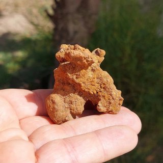 Fósil Coprolito de Madagascar 5,9cm