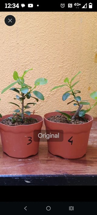 Bonsai ficus burtt davis nana