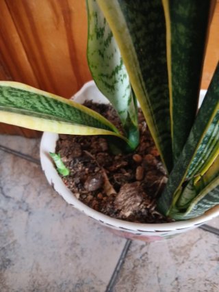 Planta Sansevieria Lengua de Suegra