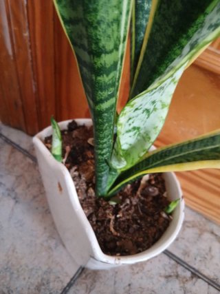 Planta Sansevieria Lengua de Suegra