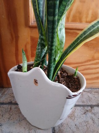 Planta Sansevieria Lengua de Suegra