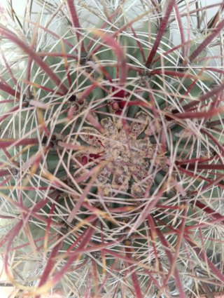 Cactus pedido J