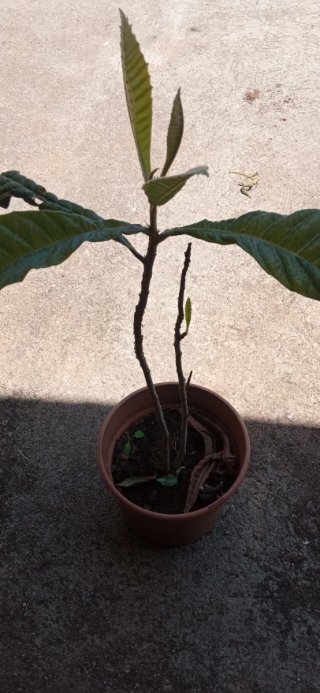 Planta de Nispero en Maceta