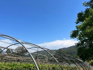 Invernadero 28m x 10m Tubo Galvanizado