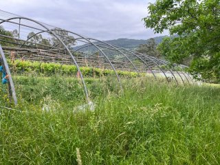 Invernadero 28m x 10m Tubo Galvanizado