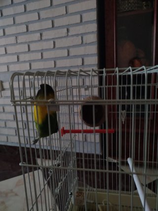 Jaula para pájaros completa todo incluido