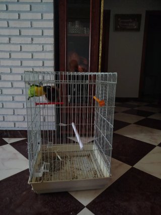 Jaula para pájaros completa todo incluido
