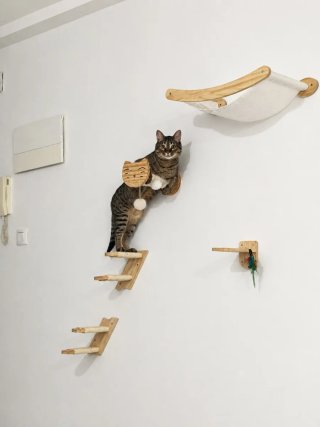 Circuito de pared para gatos