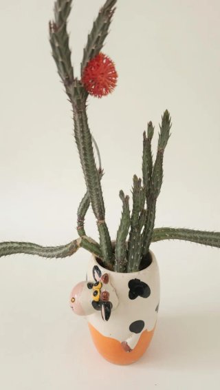 Senecio stapeliiformis vaso.Pianta grassa