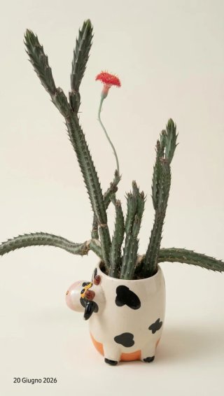 Senecio stapeliiformis vaso.Pianta grassa