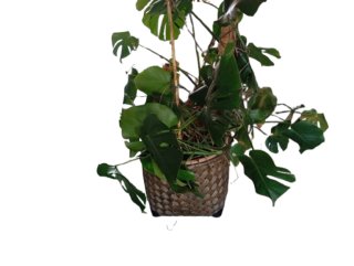 Monstera Deliciosa Planta