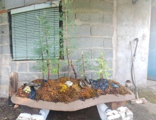 Bosque Bonsái cipres