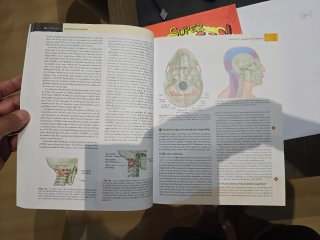 VIAS ANATOMICAS MERIDIANOS MIOFASCIALES TERAPEU...