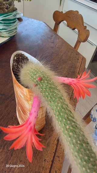 Pianta grassa ,colademononis - Coda di Scimmia