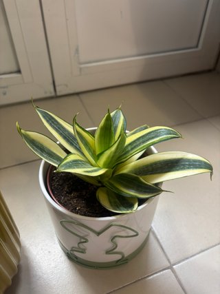 2 Macetas con Plantas Sansevieria