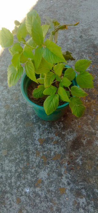 Planta de frambuesa en maceta