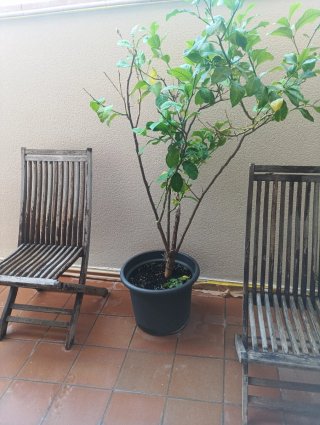 4 Sillas Teka de Madera