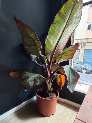 Bananera Roja de Abisinia
