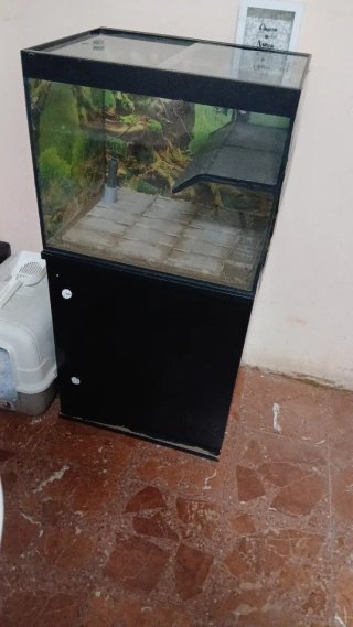 Tortuguero cristal con rampa de pizarra