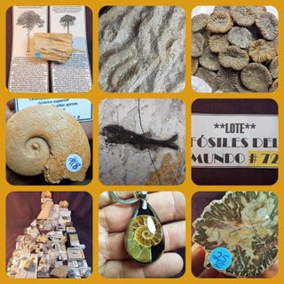 OFERTA-OCASIÓN-OPORTUNIDAD-LOTE FÓSILES # 72