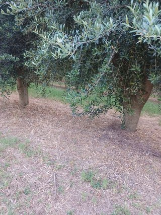 Olivos de 20 años