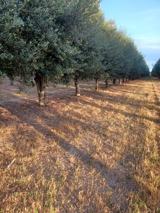 Olivos de 20 años