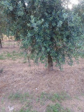 Olivos de 20 años