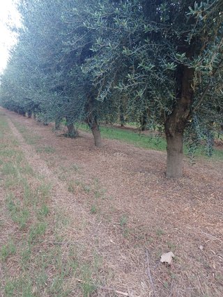 Olivos de 20 años