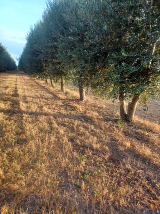 Olivos de 20 años