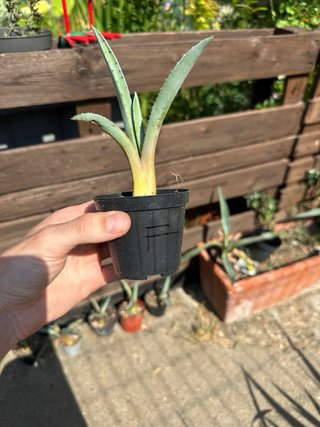 Piantina di Agave Americana