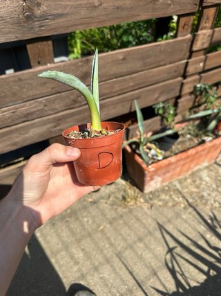 Piantina di Agave Americana