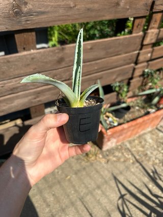 Piantina di Agave Americana