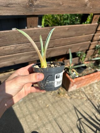 Piantina di Agave Americana