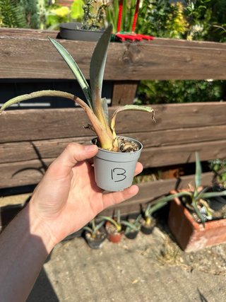 Piantina di Agave Americana