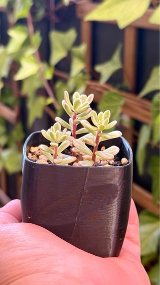 Sedum Joyce Tulloch Variegado Planta Suculenta