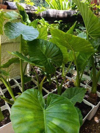 Alocasia Gigante