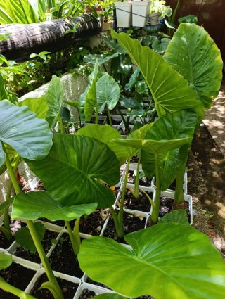Alocasia Gigante