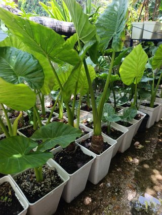 Alocasia Gigante