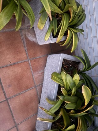 Lote 4 jardineras de piedra + 2 iguales gris
