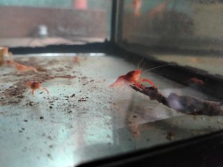 Procambarus clarkii gamberi d'acqua dolce